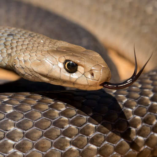 Fobia per i serpenti